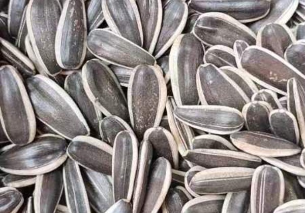 Sunflower Seeds 2 لب دوّار الشمس السوري
